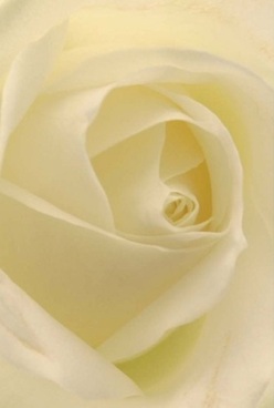 This close-up portrait of an ivory rose captures the essence of floral artistry as cherished by those in Marks Gate. Petals unfurl in harmonious spirals, blending shades of cream and gentle white reminiscent of early mist over nearby Whalebone Lane. Each velvety layer invites the mind to linger-soft as morning air, almost translucent, as if brushed by dew. The lighting is subtle and even, casting barely-there shadows that accentuate the rose's soothing symmetry, while hints of pale lemon at the heart offer a whisper of warmth. The overall impression is one of calm anticipation, evoking the gentle hush before a celebration or the respectful grace that marks a condolence bouquet. Such refinement, captured in exquisite detail, speaks volumes without need for words, much like thoughtful gestures exchanged among close neighbours. This is the kind of rose that habitually finds its way into anniversary arrangements, sympathy tributes, or elegant centrepieces delivered across Marks Gate. One can almost detect a trace of clean, uplifting fragrance lingering in the room-a testament to the florist's devotion and the fresh abundance supplied locally. In every sense, this rose stands as a timeless expression of compassion and enduring beauty.